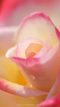 iPhone5用[640x1136]高画質壁紙「薔薇-rose」