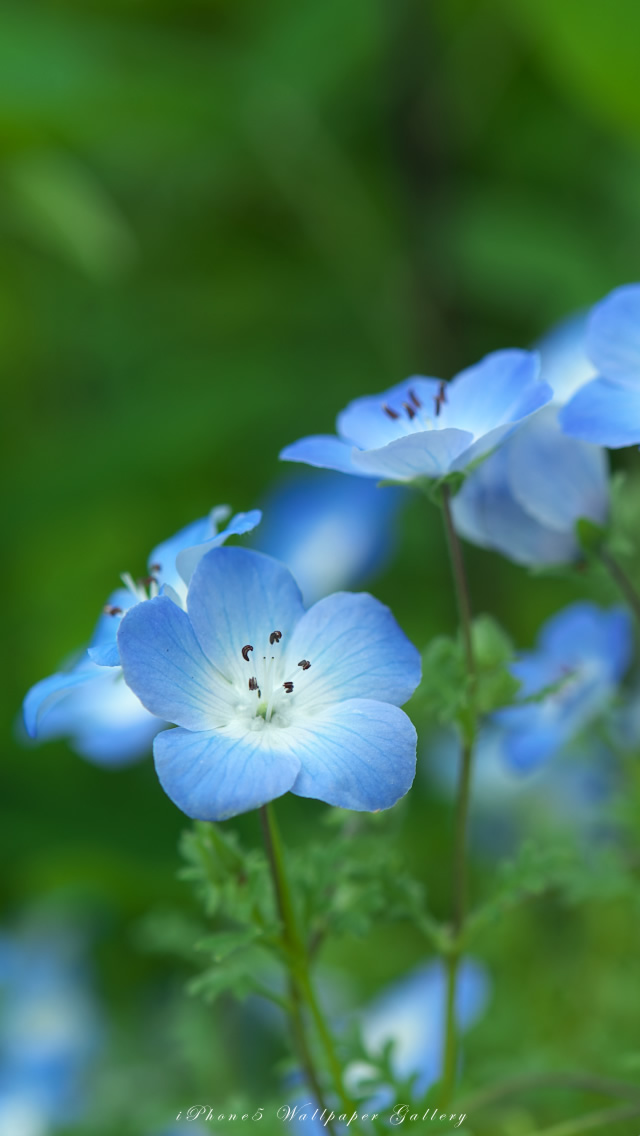 iPhone5用高画質壁紙「薔薇・バラ」