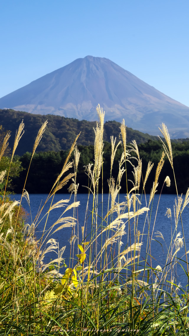 iPhone用高画質壁紙「富士山とススキ-2」