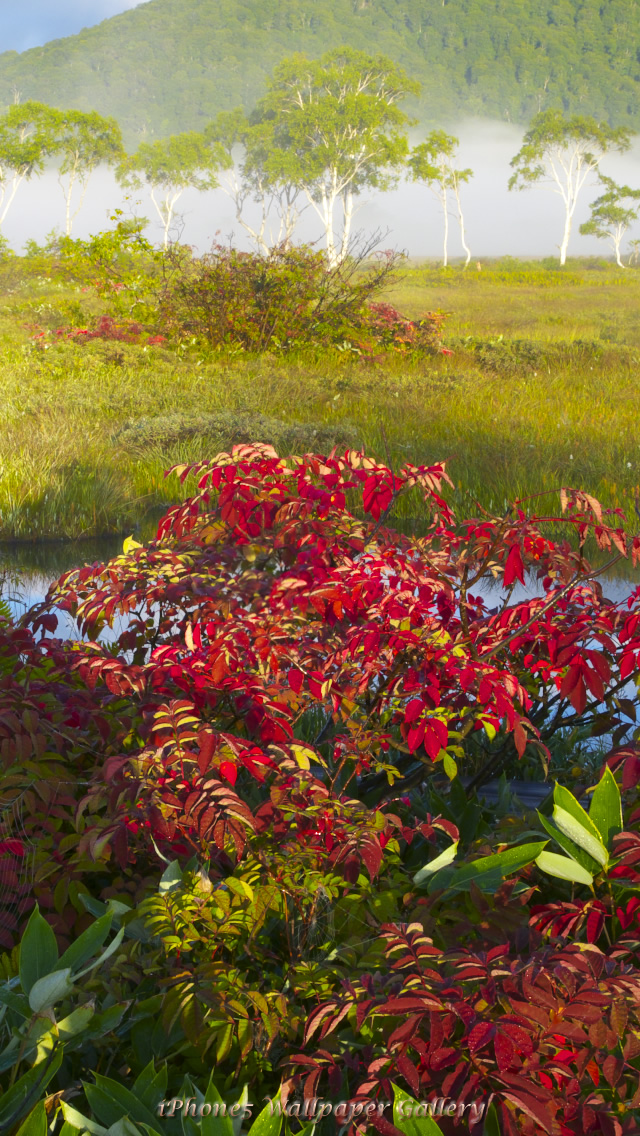 iPhone5用高画質壁紙「尾瀬秋景」