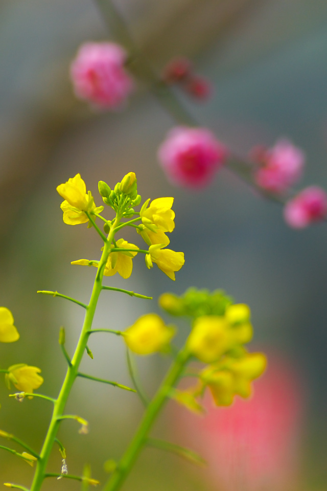 iPhone用高画質壁紙「菜の花-Field Mustard」