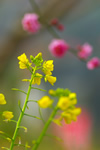 iPhone用[640x960]高画質壁紙「菜の花-Field Mustard」