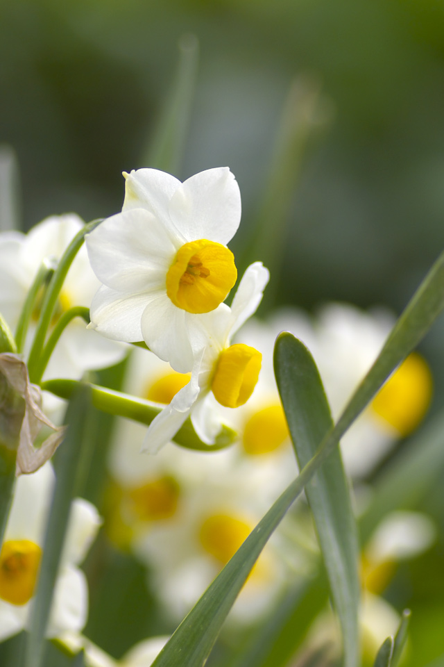 iPhone用高画質壁紙「水仙の花-Narcissus」