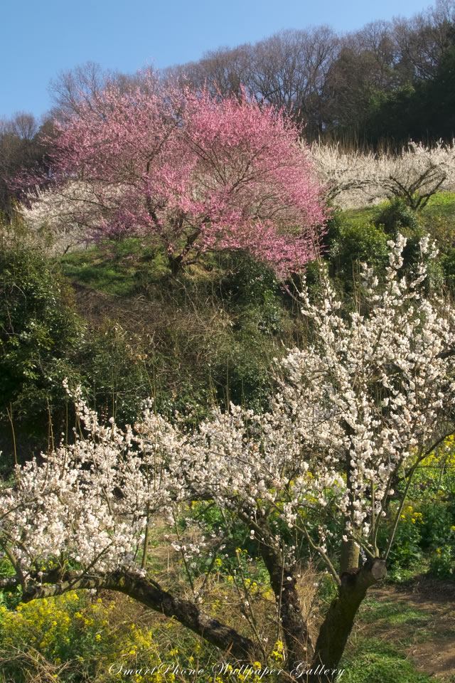 iPhone用高画質壁紙「梅園-Japanese Plum」