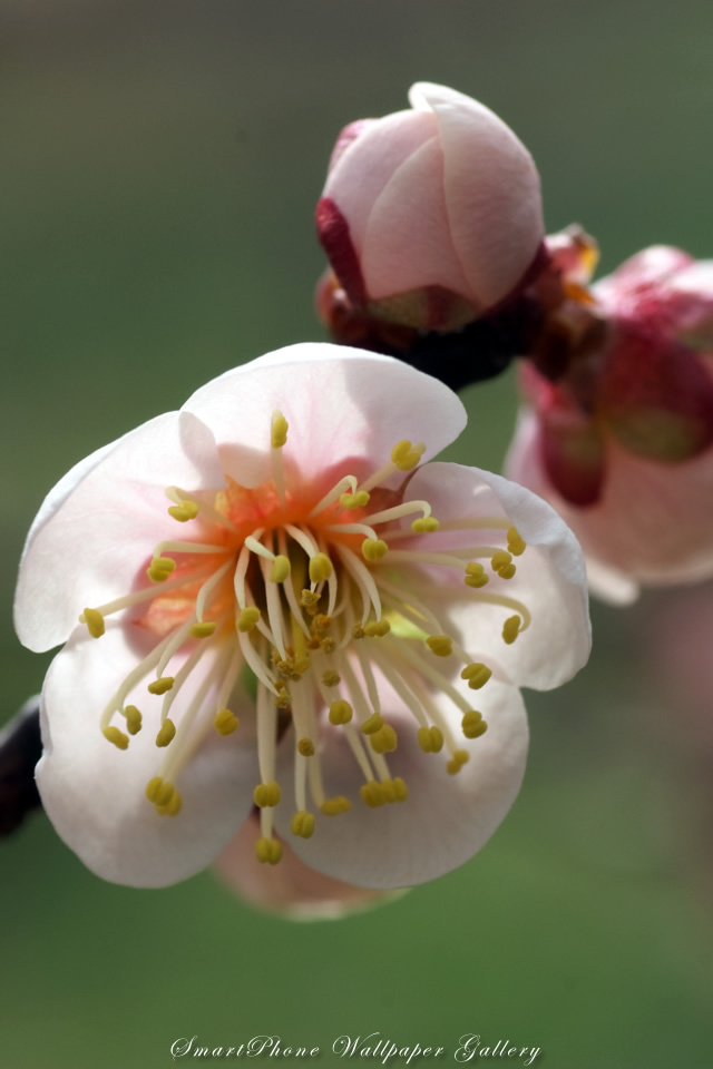 iPhone用高画質壁紙「梅の香-Japanese Plum」