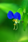 iPhone用[640x960]高画質壁紙「露草-Asiatic Dayflower」