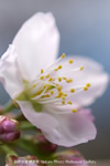 iPhone用[640x960]高画質壁紙「山桜-Cherry Blossom」