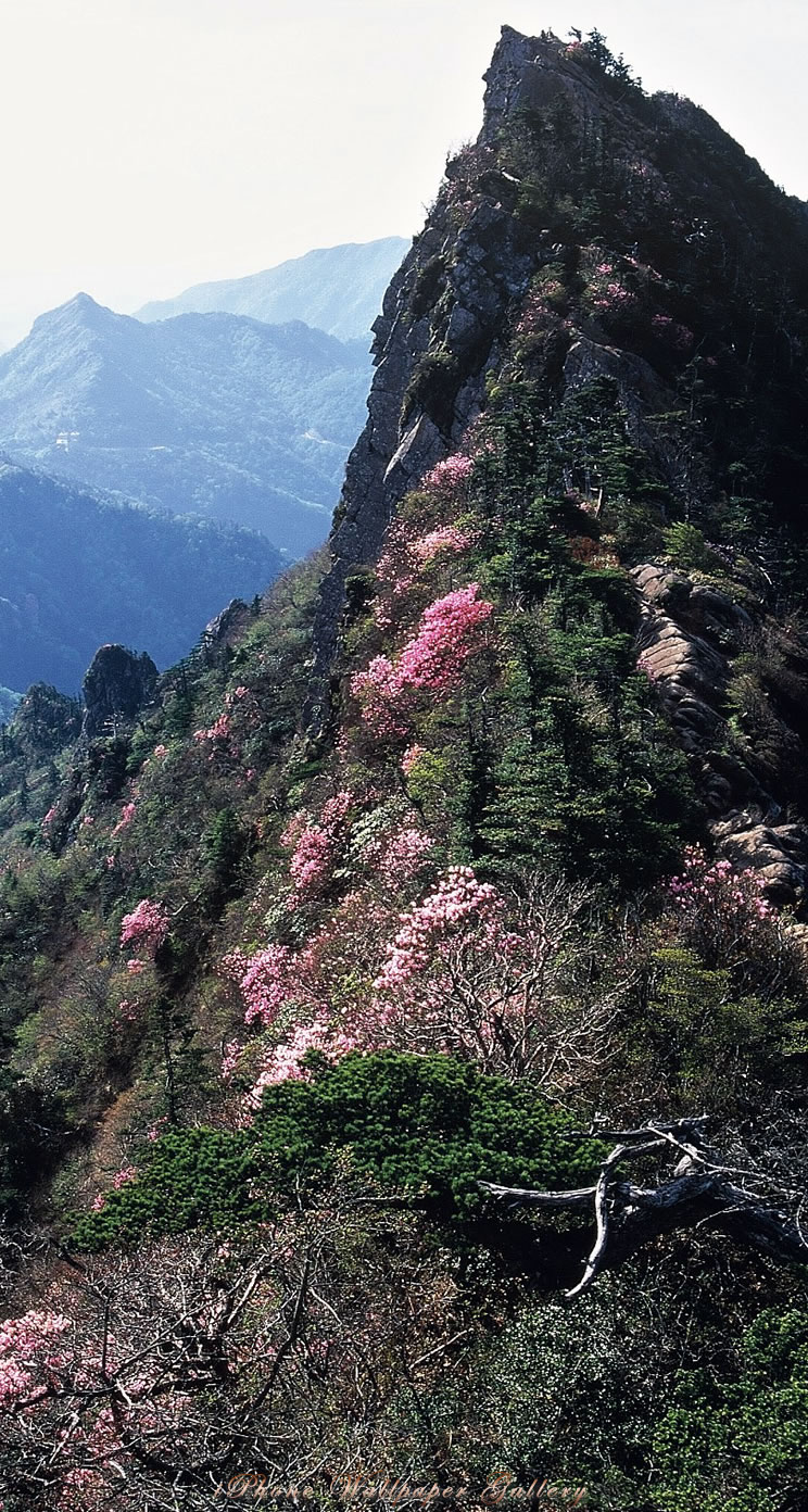 iOS 7-iPhone5用高画質壁紙「天狗岳春景」