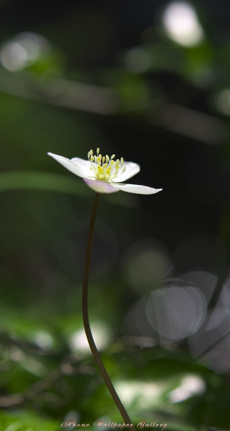 Iphone5 壁紙館 山野草 一輪草 1 Iphone Wallpaper Flower