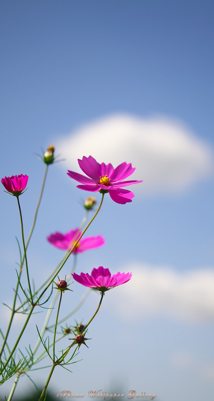 Iphone5 壁紙館 庭の花 秋桜 2 Iphone Wallpaper Flower