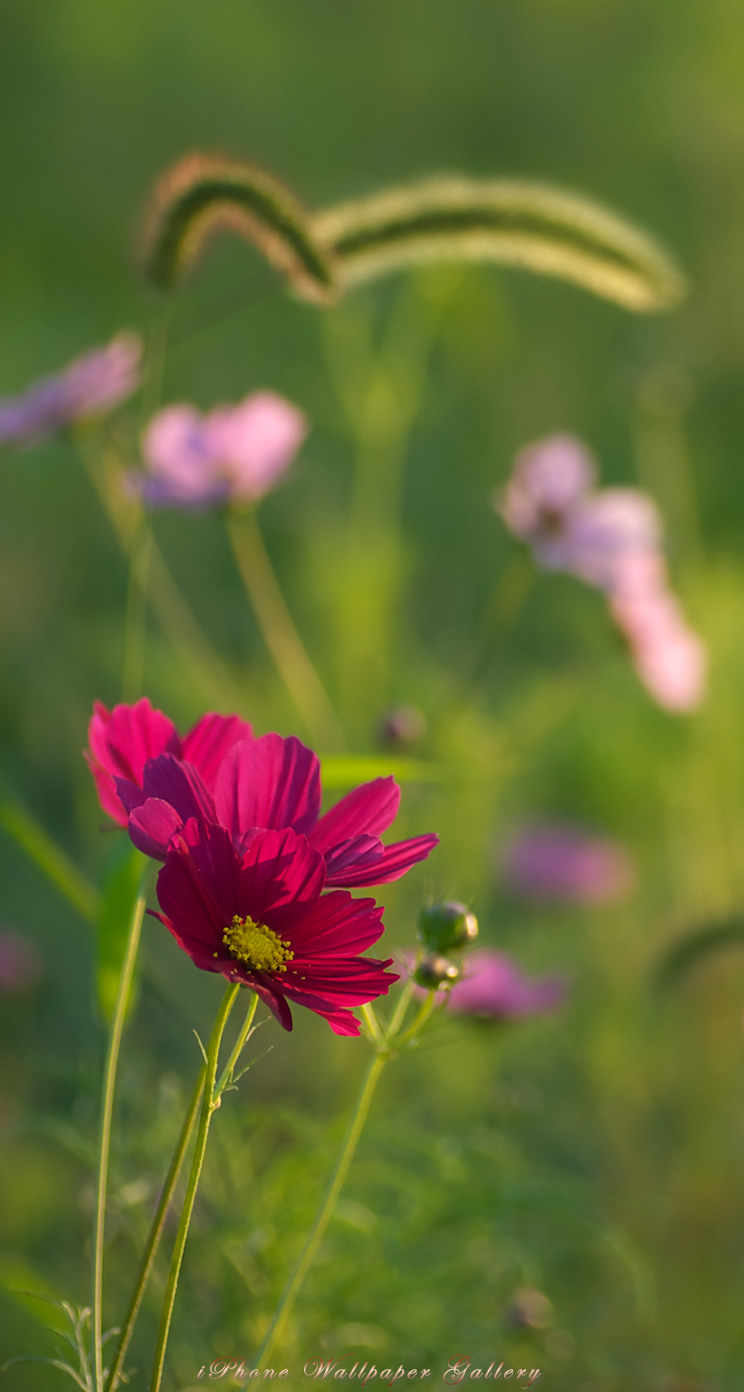 iOS 7-iPhone5用高画質壁紙「秋桜-3」