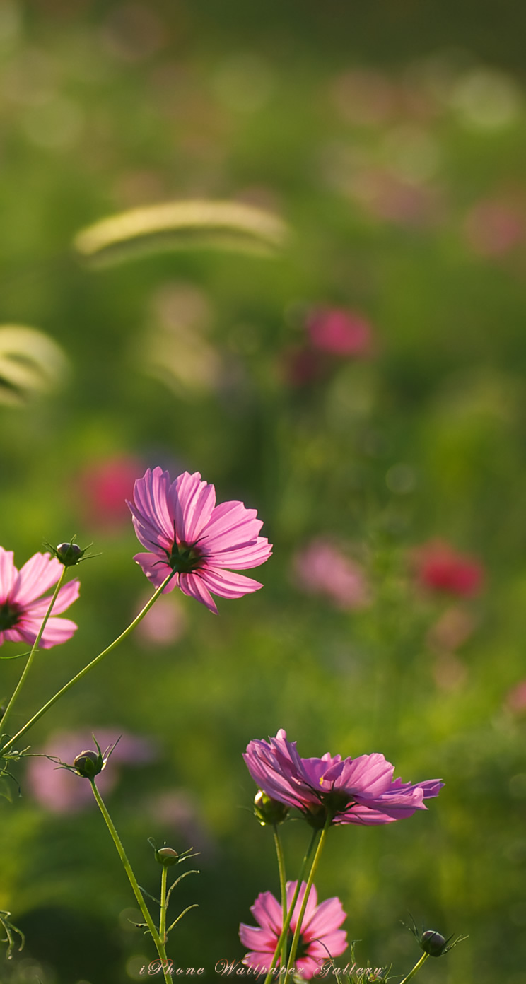 iOS 7-iPhone5用高画質壁紙「秋桜-7」