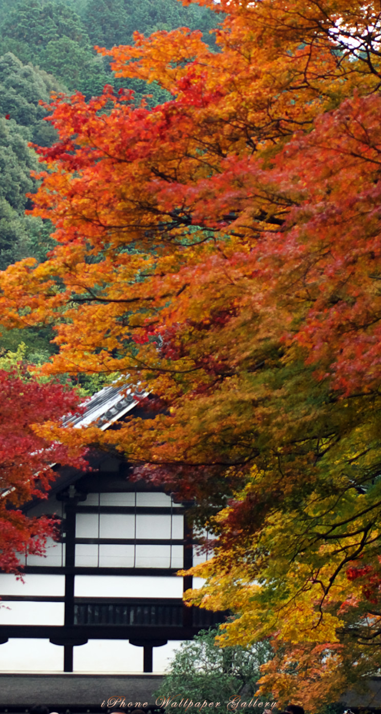 iOS 7-iPhone5用高画質壁紙「京都の紅葉-12」