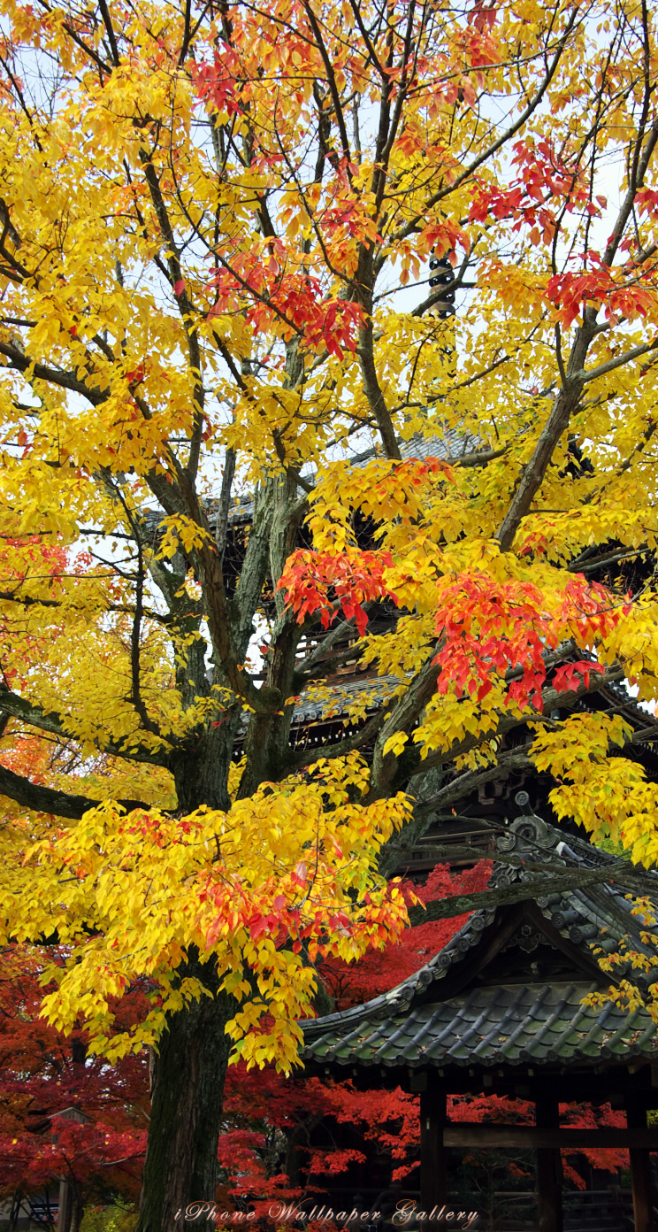 iOS 7-iPhone5用高画質壁紙「京都の紅葉-16」