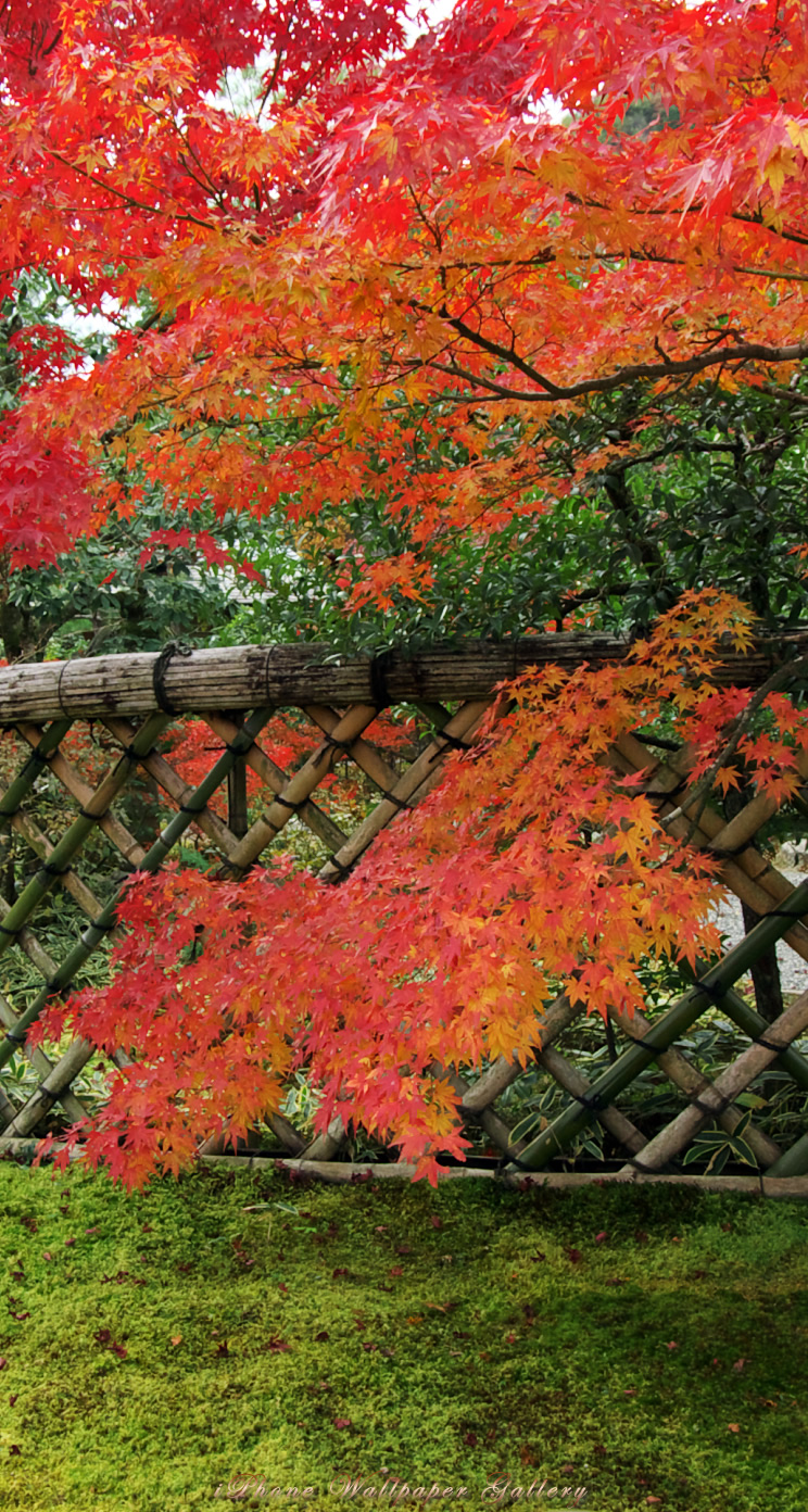 iOS 7-iPhone5用高画質壁紙「京都の紅葉-19」