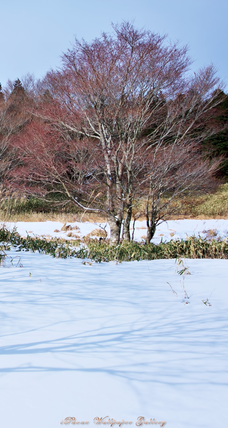 iOS 7-iPhone5用高画質壁紙「雪景色」