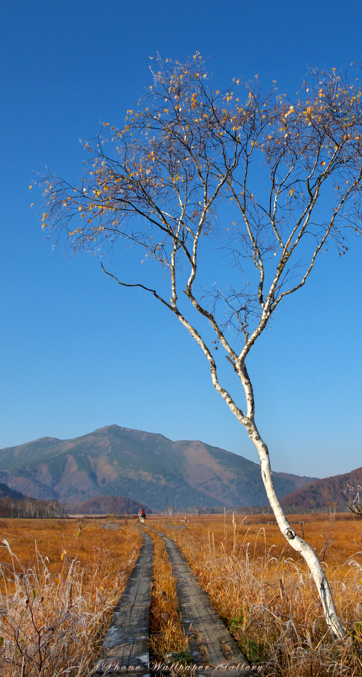 iOS 7-iPhone5用高画質壁紙「白樺と至仏山」