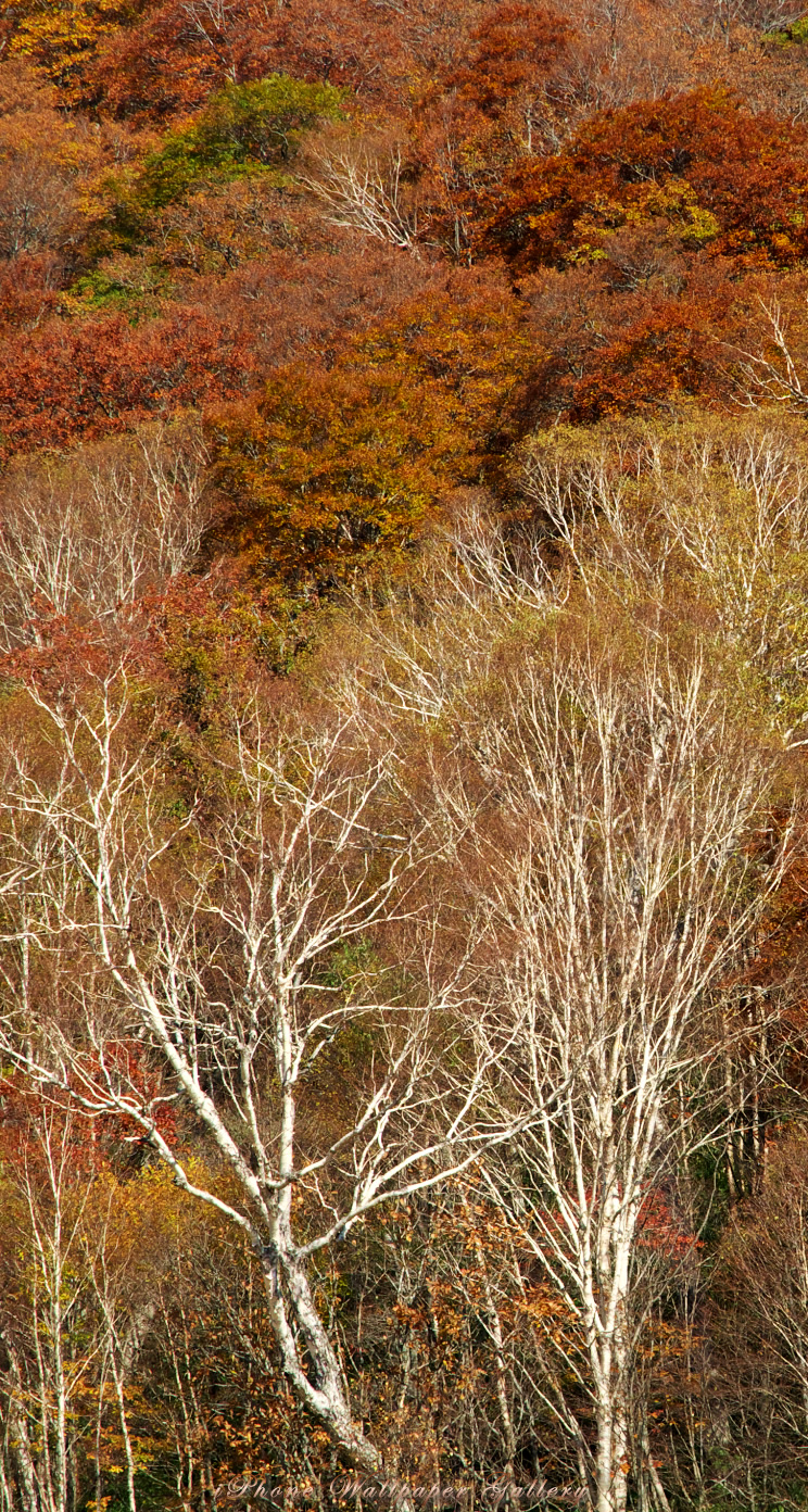 iOS 7-iPhone5用高画質壁紙「白樺秋景」