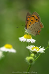 iPhone用[640x960]高画質壁紙「ベニシジミ-Small Copper」