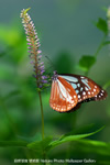 iPhone用[640x960]高画質壁紙「アサギマダラ-Chestnut Tiger Butterfly」