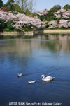 iPhone用[640x960]高画質壁紙「桜と白鳥-Park in spring」