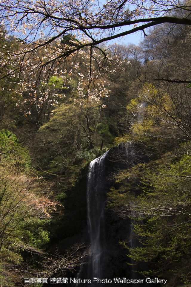 Free Iphone 4s Wallpaper Nature Landscapes 桜と滝 Waterfall Iphone 壁紙館