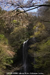 iPhone用[640x960]高画質壁紙「桜と滝-Waterfall」